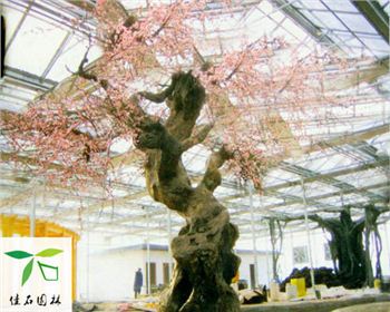 成都仿真梅花樹合作客戶 成都仿真梅花樹合作客戶